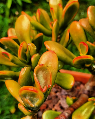 Crassula red horn tree piante grasse