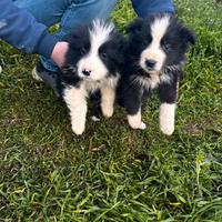 Cuccioli di border collie
