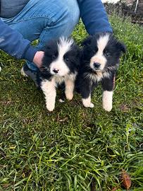 Cuccioli di border collie