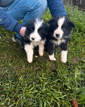 Cuccioli di border collie