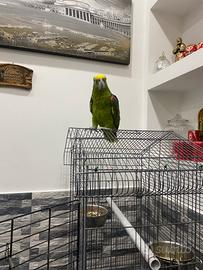 Amazzone fronte gialla