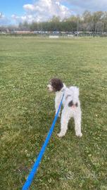 Lagottina femmina per accoppiamento