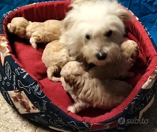 Maltipoo cuccioli