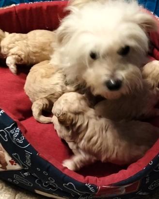 Maltipoo cuccioli