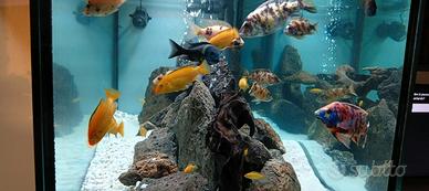 Mbuna Yellow - Ciclidi Malawi