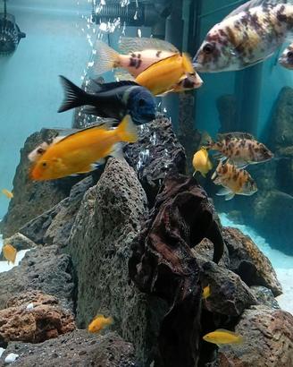 Mbuna Yellow - Ciclidi Malawi