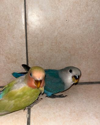 Inseparabili allevati a mano