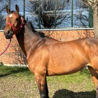 Cavalla tedesca 10 anni