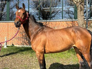 Cavalla tedesca 10 anni