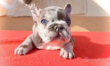Bulldog francese liliac merle