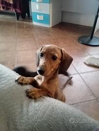 ultima cucciola femmina bassotto