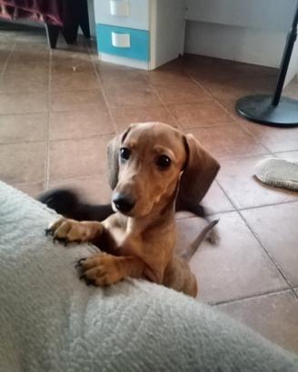 ultima cucciola femmina bassotto