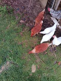 Galline ovaiole