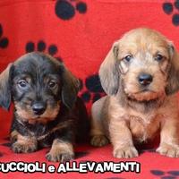 Bassotto a Pelo Duro Cuccioli - Allevamento