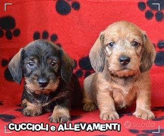 Bassotto a Pelo Duro Cuccioli - Allevamento