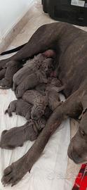 Cuccioli di Cane Corso