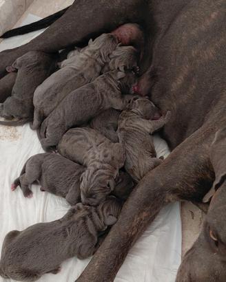 Cuccioli di Cane Corso