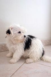 Cucciolo Maltipoo