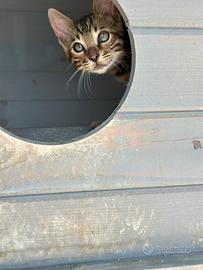 Cucciolo di Bengala
