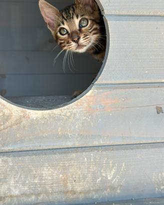 Cucciolo di Bengala