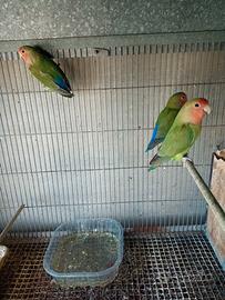 Coppia inseparabili