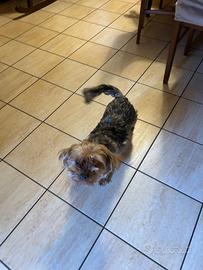 Cagnolina Yorkshire