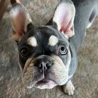 Monta Bulldog Francese focato