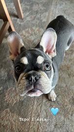 Monta Bulldog Francese focato