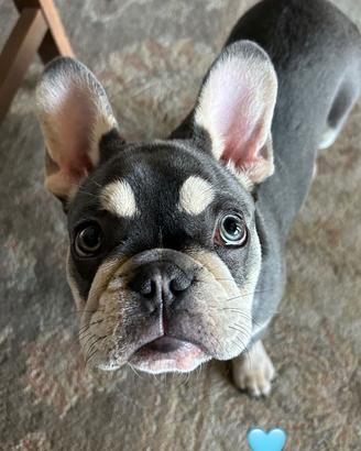 Monta Bulldog Francese focato