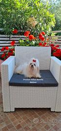 Maltese Adulto