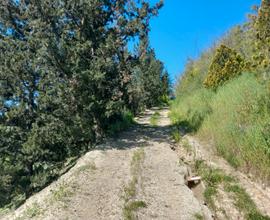 Terreno con lago privato 100 piante di ulivo