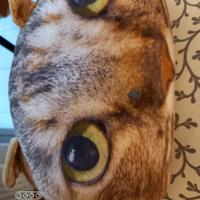 n. 3 cuscini (1 con raffigurato un gatto)