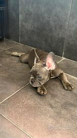 Bulldog francese linea exotic