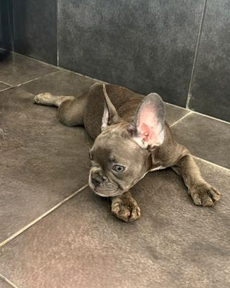 Bulldog francese linea exotic