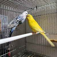 Coppia cocoriti