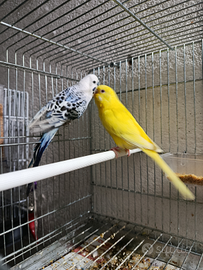 Coppia cocoriti