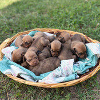 Cuccioli di segugio maremmano