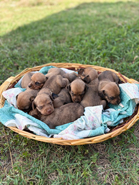 Cuccioli di segugio maremmano