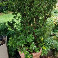 evonimo a lenta crescita 