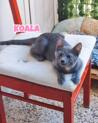 Koala, Quokka, Emù e Wallaby, gattini di 4 mesi