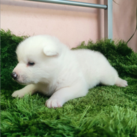 Cuccioli Akita Cane Giapponese cn Pedigree ENCI