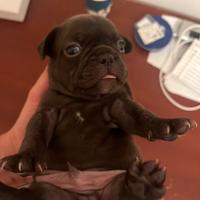Bulldog francese