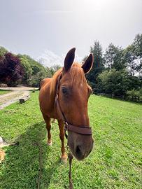 Cavallo castrone quarter