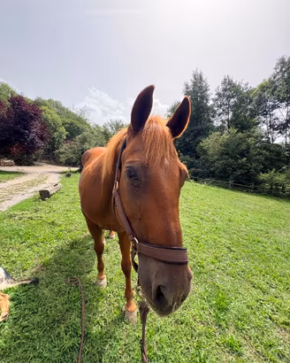 Cavallo castrone quarter