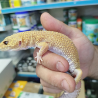 Geko