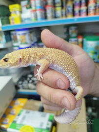 Geko