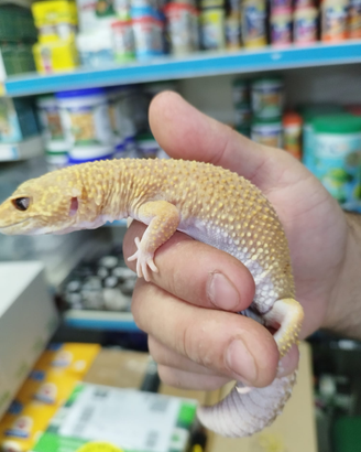 Geko