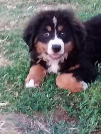 Bovaro del bernese
