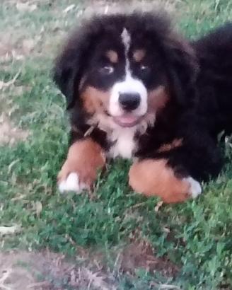 Bovaro del bernese
