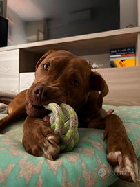 Pitbull
